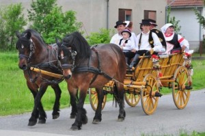Hrvatski hladnokrvnjak Croatian Horse